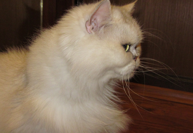 Как же можно про котовторник забыть?!