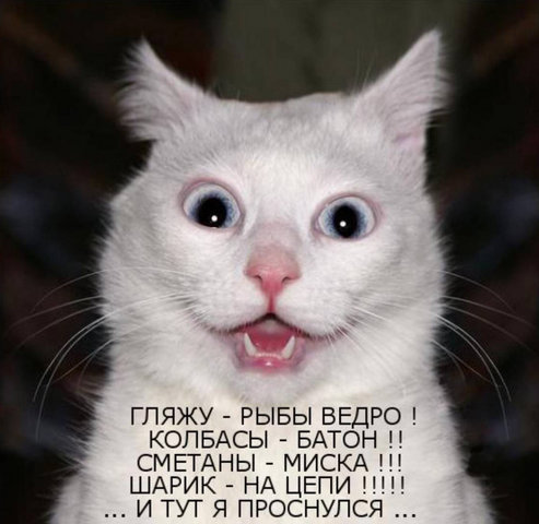 Котовторник 15.02.2011