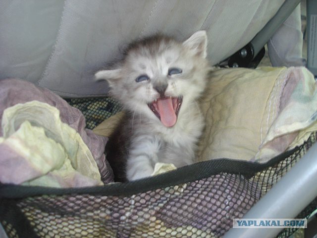 Котовторник. А как же?!