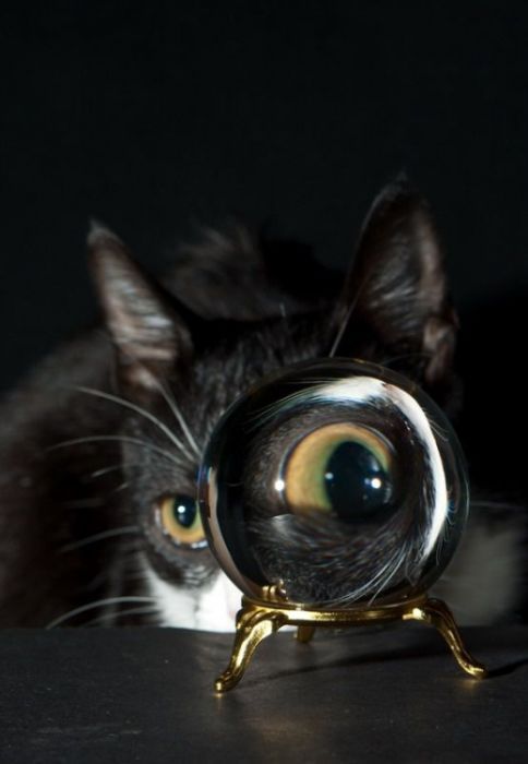 Котовторник 22.11.11