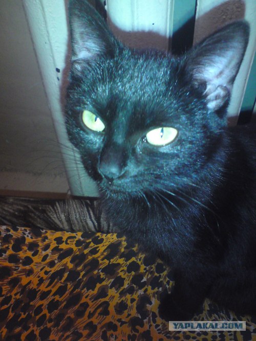 Котовторник (24. 01. 2012 )