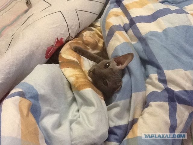 Котовторник   5.06.2012