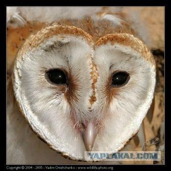 Иду на кухню...включаю свет...а там