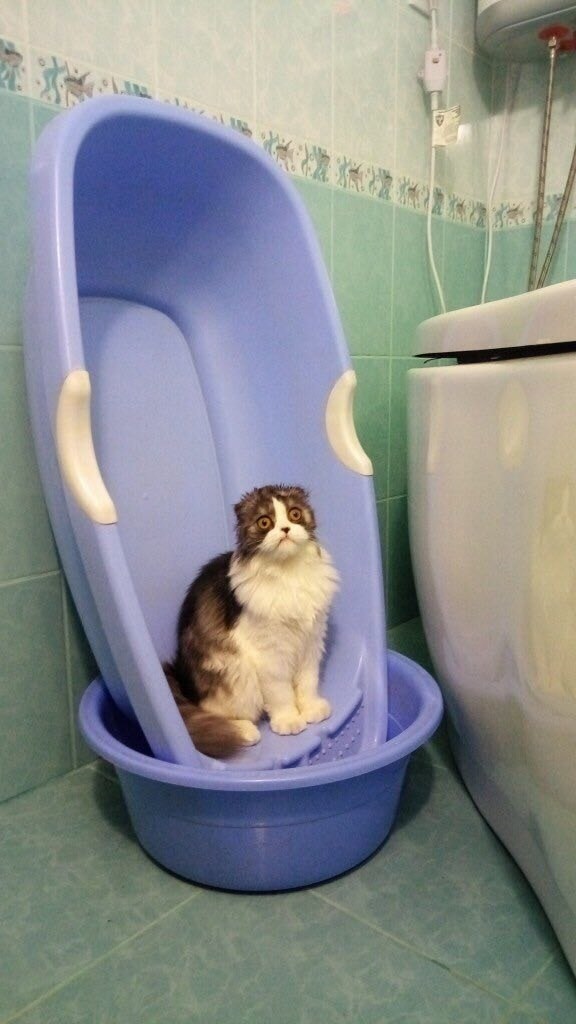 Забавные фото котеек