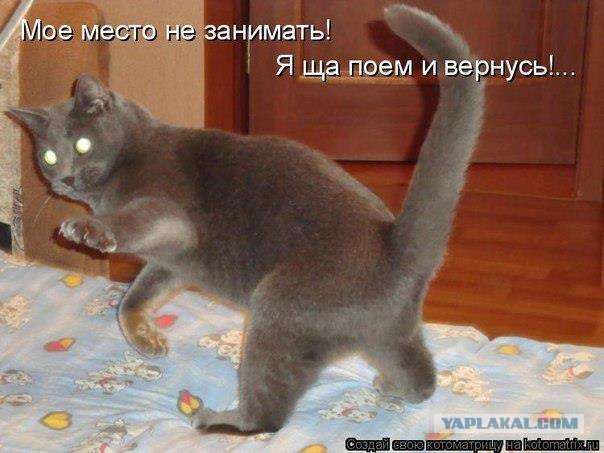 Вот вам кот!