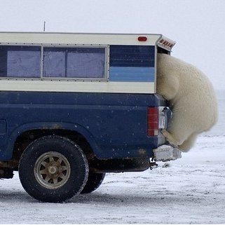Живность из сети