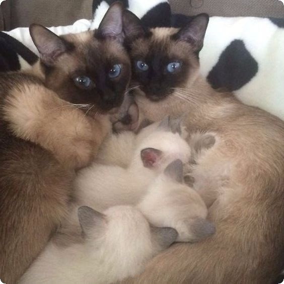 Забавные картинки с котами из сети