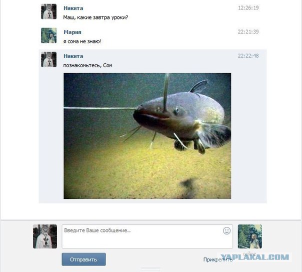 Истории про сома