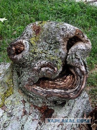 А в нашем лесу... (13 фото)