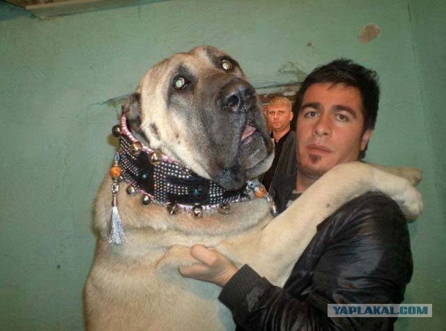 Фотожаба: Товарищи