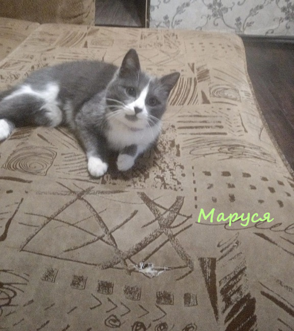 Жизнь домашнего приюта "Котоленд" 322