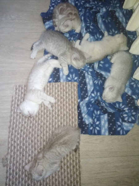 Не рой другому яму