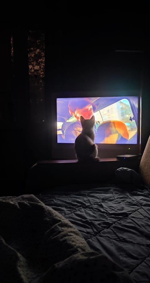 Не котовторник, но принимайте дважды