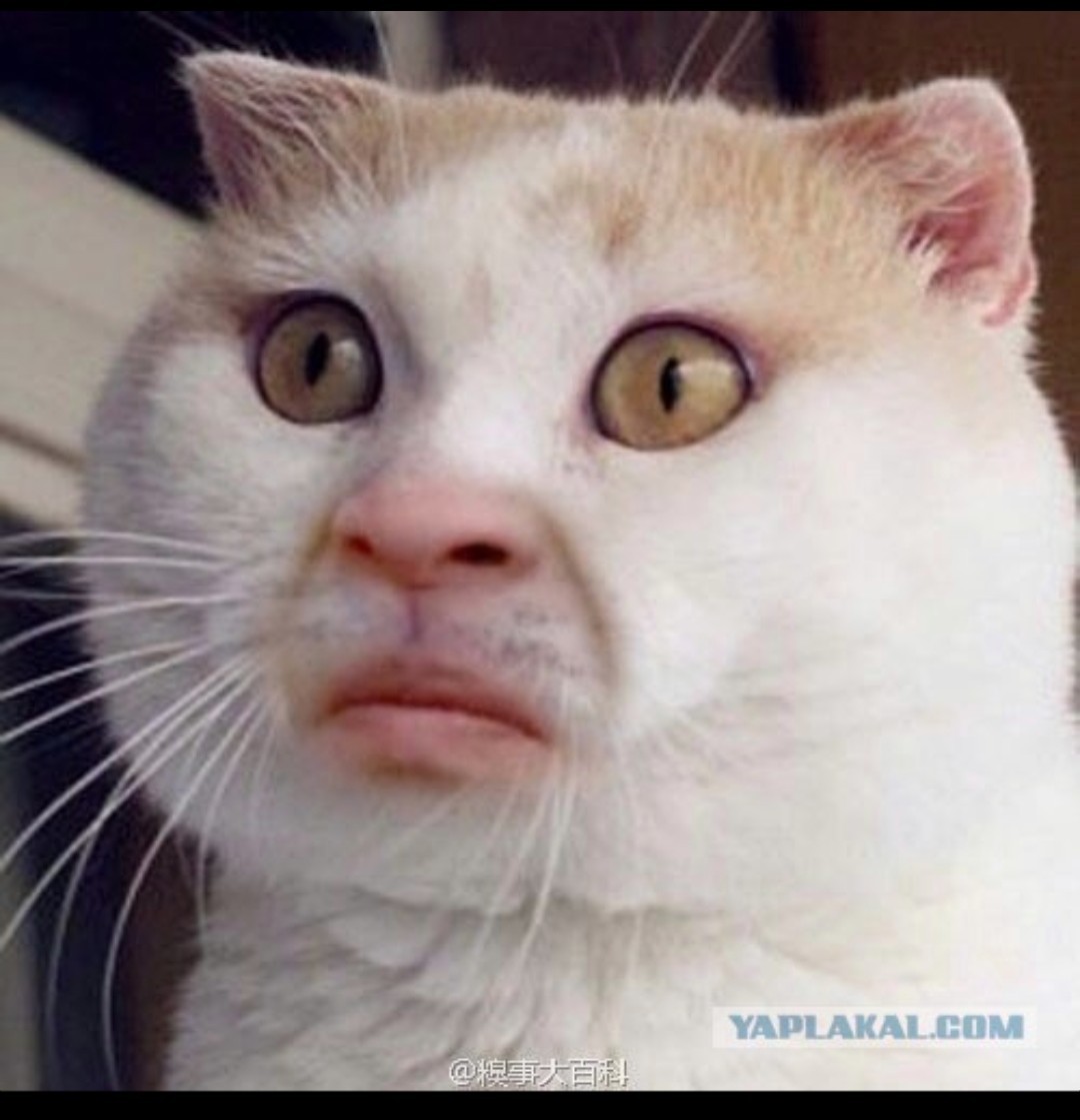 Возьми кота. Как понять что ваш кот. Как понять что ваш кот. Кричащий котенок. Вы хотите кота.