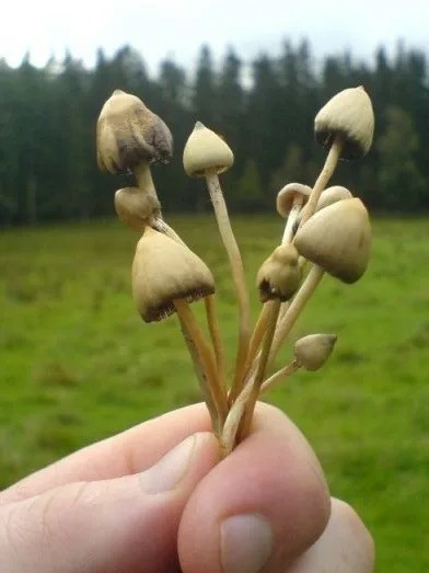 Грибной поход . День второй