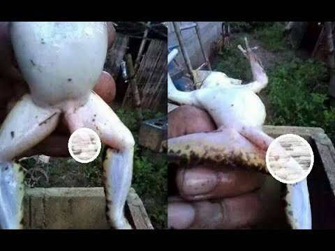 Целовать?..