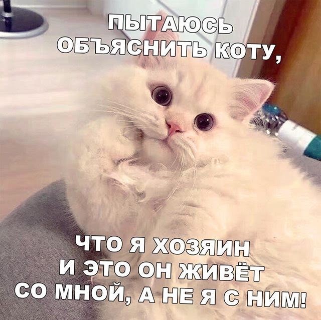 Подборка картинок-баянов с котиками и про котиков. Выпуск 21