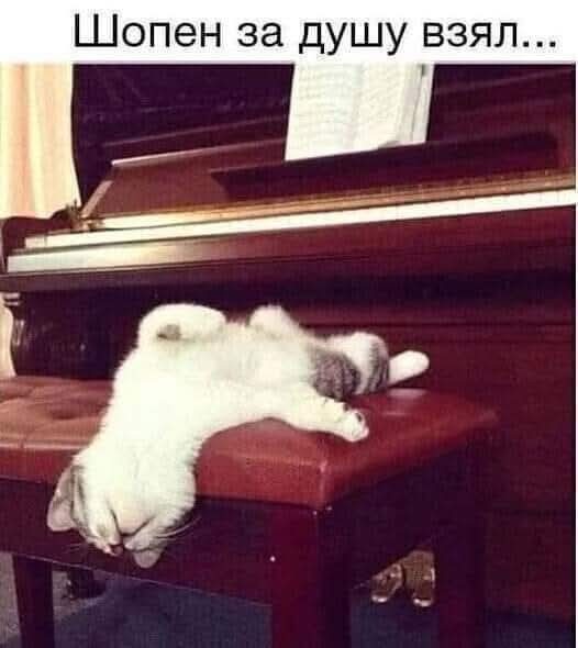 К котовторнику: подборка картинок-баянов с котиками и про котиков. Выпуск 32.