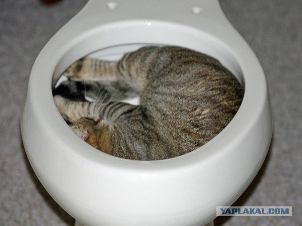 Симулятор кота