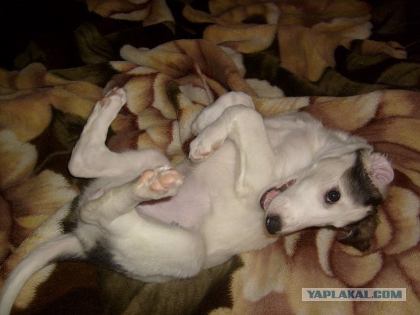 Собачки: русская борзая