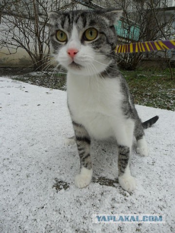 Котовторник 22.07.14