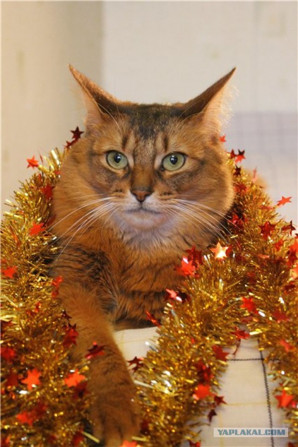 Котовторник 30.12.2014