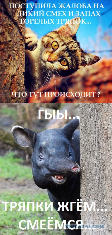 Неожиданно из-за дерева показалась чья-то морда