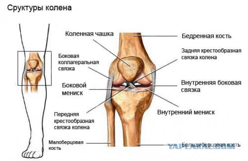 Болит колено