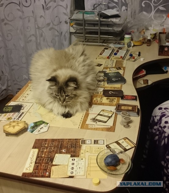 Привет кошатникам!