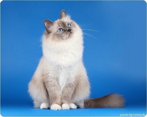 История одного тайца