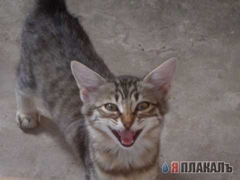 Коты, кошки, котята