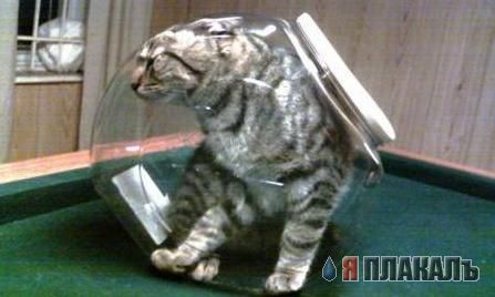 Коты, кошки, котята