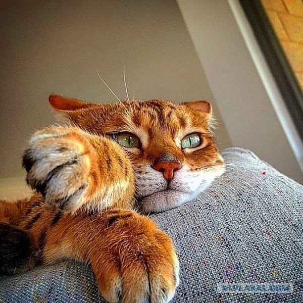 Больше, чем фото