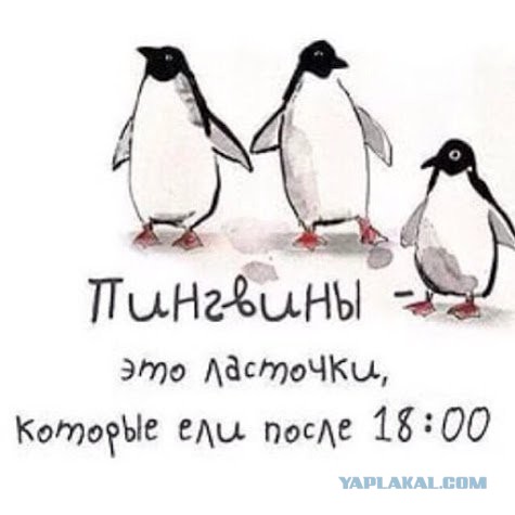Смешные комментарии из социальных сетей 04.03.2016