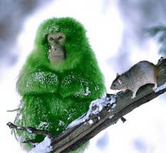 Юкка: уход и размножение