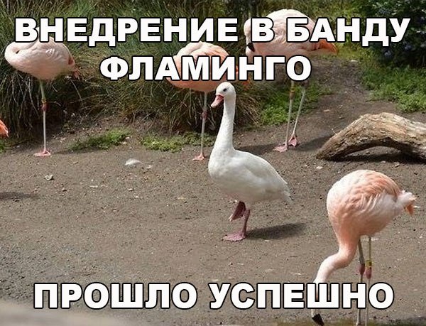Божьи твари