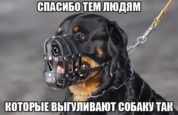Прикольные животные