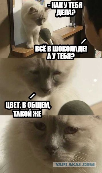 Юмор не для всех