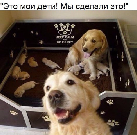 Самые смешные животные