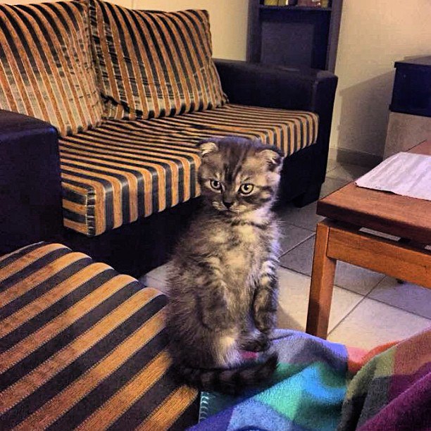 Коты и Кошки