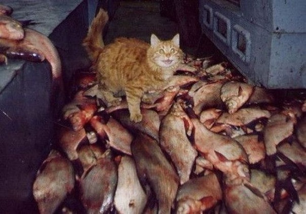 Бедные, голодающие коты Балаклавы
