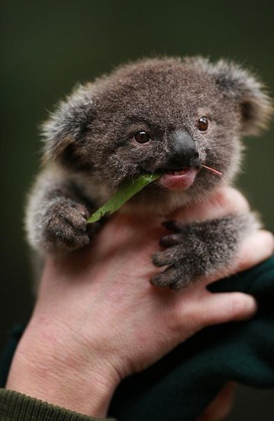 Подборка забавных животных