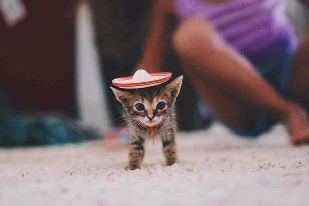 Коты и Кошки