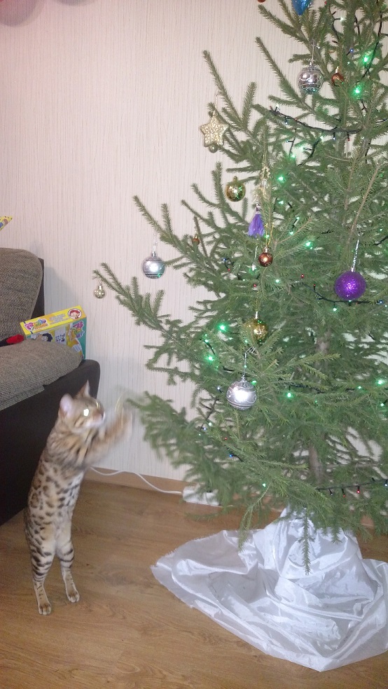 Котовторник 9.01.2018