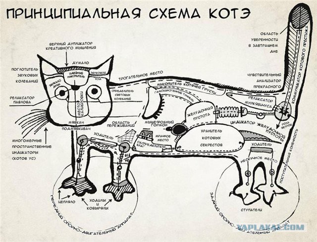 Наглядной и занимательной анатомии вам