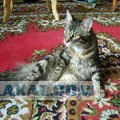 А как же котовторник?
