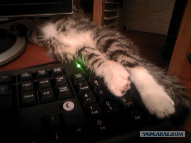 Котовторник   5.06.2012