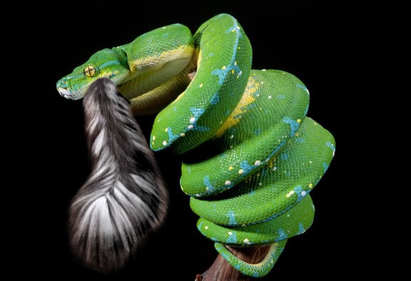 ЯП против Мамбы. Раунд второй.