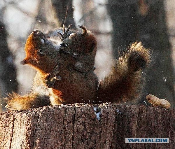 Откуда столько счастья и эмоций?