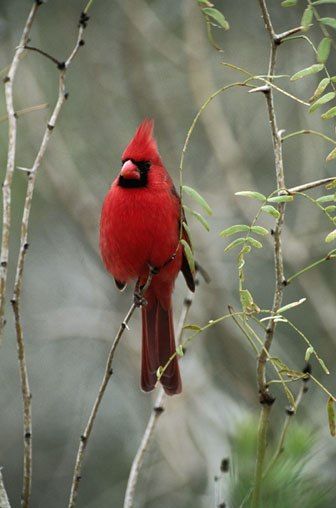 Живность из сети